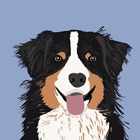 Australian Shepherd